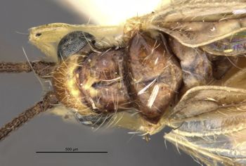Media type: image;   Entomology 36096 Aspect: head dorsal view